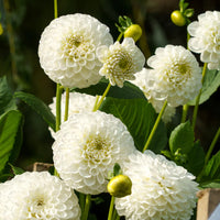 Thumbnail for Bulbi Dalii Snowflake 1 buc