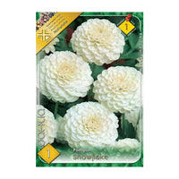 Thumbnail for Bulbi Dalii Snowflake 1 buc