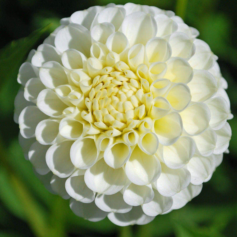 Bulbi Dalii Snowflake 1 buc