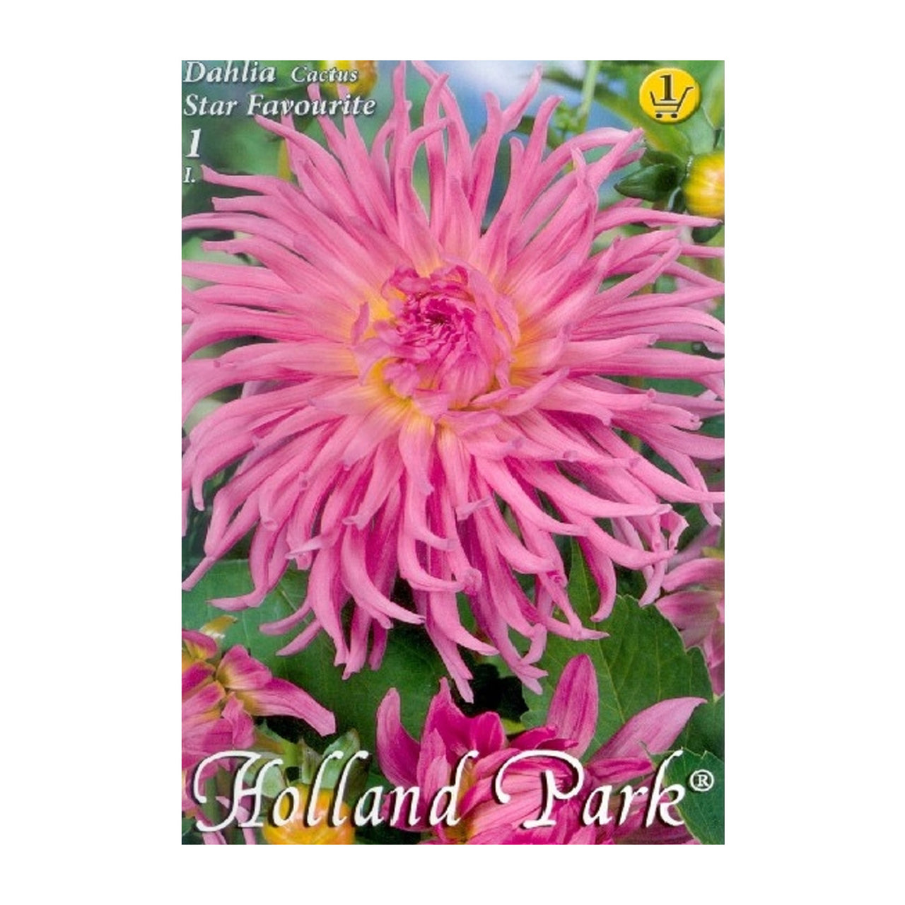 Bulbi Dalii Star Favourite 1 buc