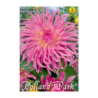 Thumbnail for Bulbi Dalii Star Favourite 1 buc