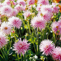 Thumbnail for Bulbi Dalii Star Favourite 1 buc