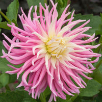 Thumbnail for Bulbi Dalii Star Favourite 1 buc