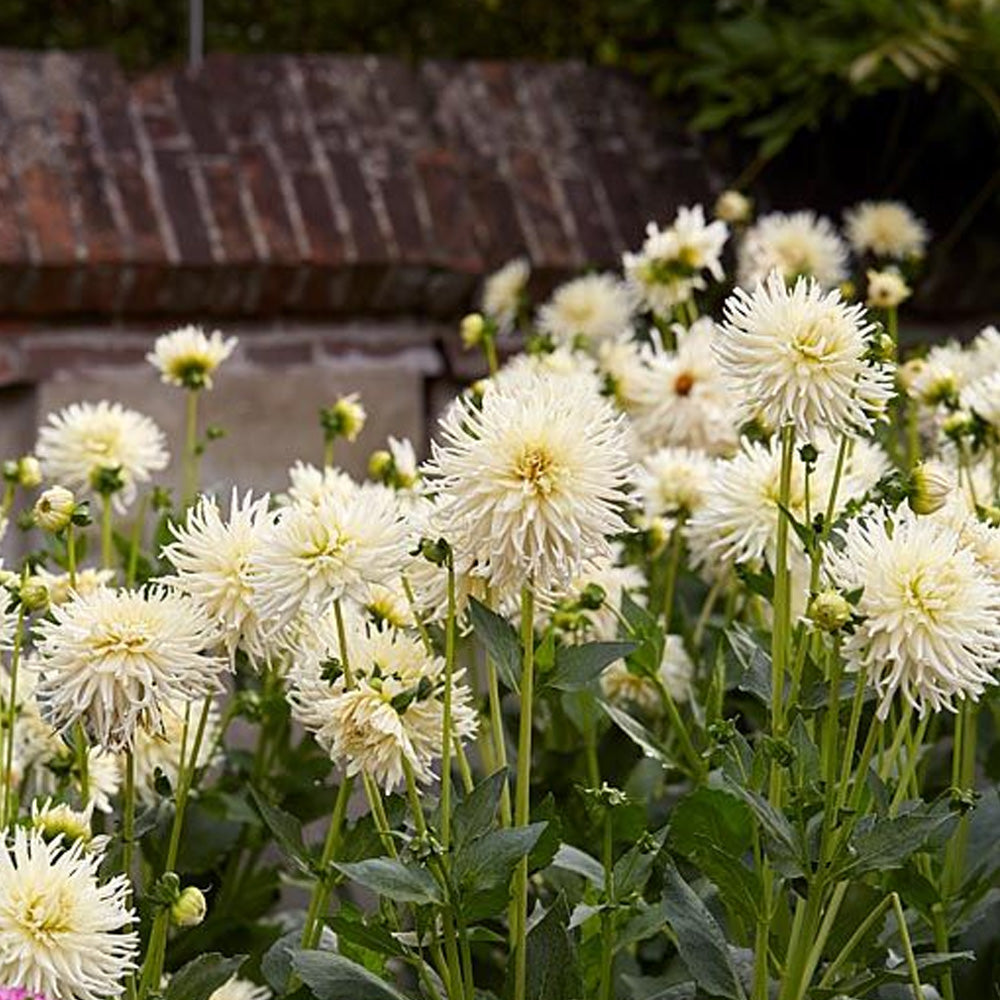 Bulbi Dalii Tsuki Yori No Shisha 1 buc