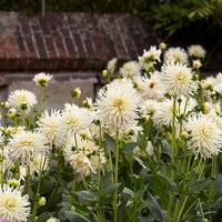 Thumbnail for Bulbi Dalii Tsuki Yori No Shisha 1 buc