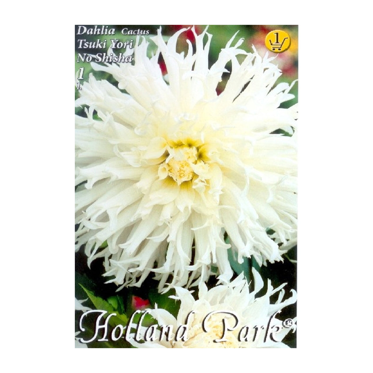 Bulbi Dalii Tsuki Yori No Shisha 1 buc