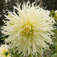 Thumbnail for Bulbi Dalii Tsuki Yori No Shisha 1 buc