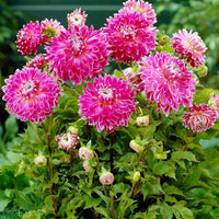 Thumbnail for Bulbi Dalii Vancouver 1 buc