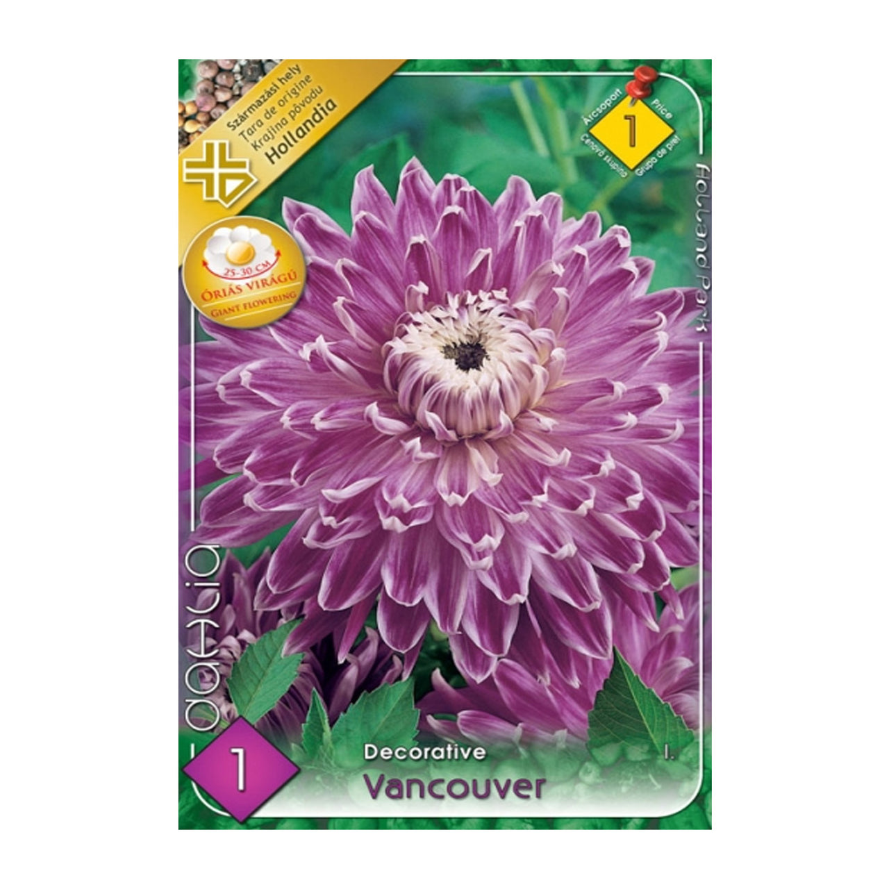 Bulbi Dalii Vancouver 1 buc