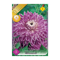 Thumbnail for Bulbi Dalii Vancouver 1 buc