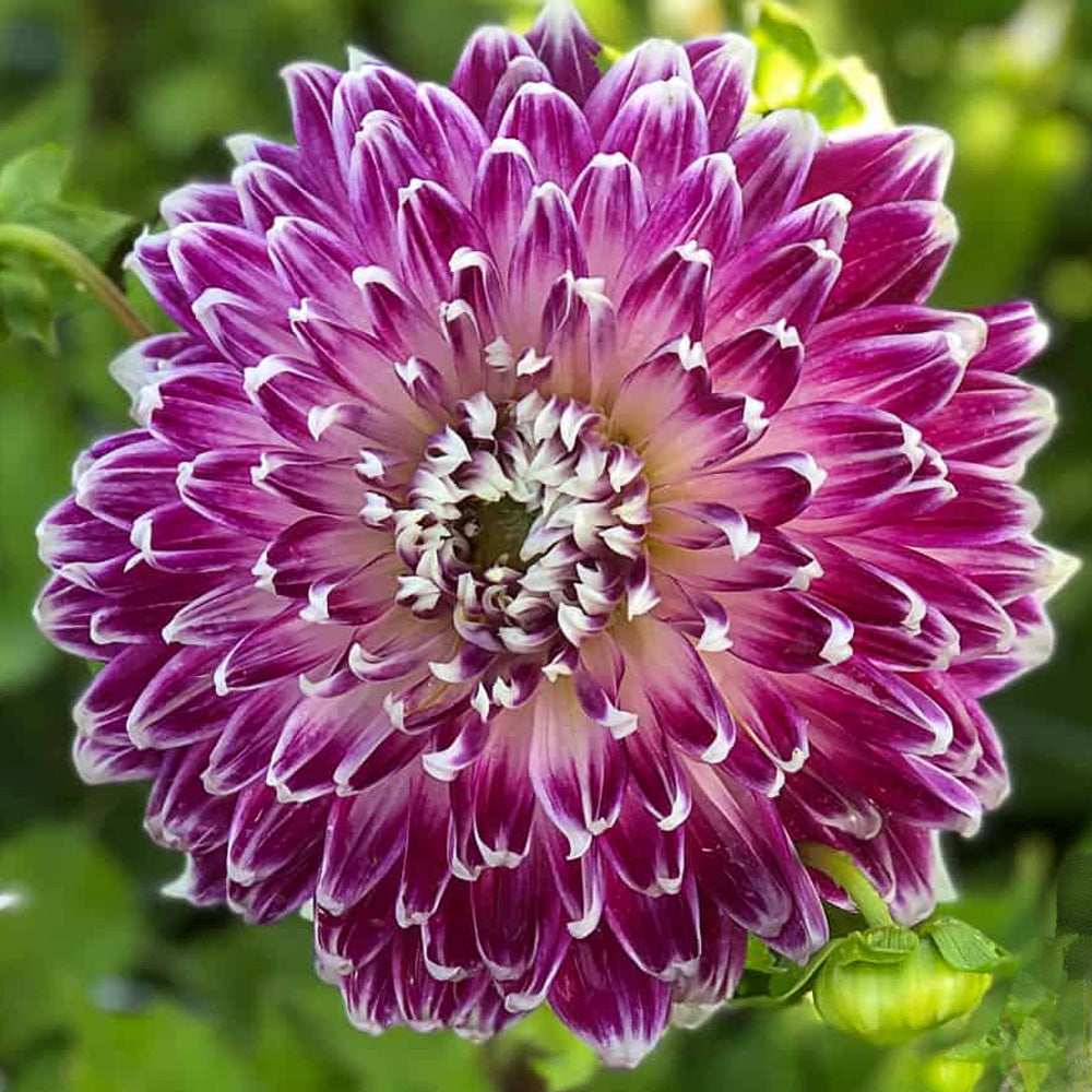 Bulbi Dalii Vancouver 1 buc