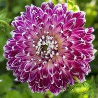 Thumbnail for Bulbi Dalii Vancouver 1 buc