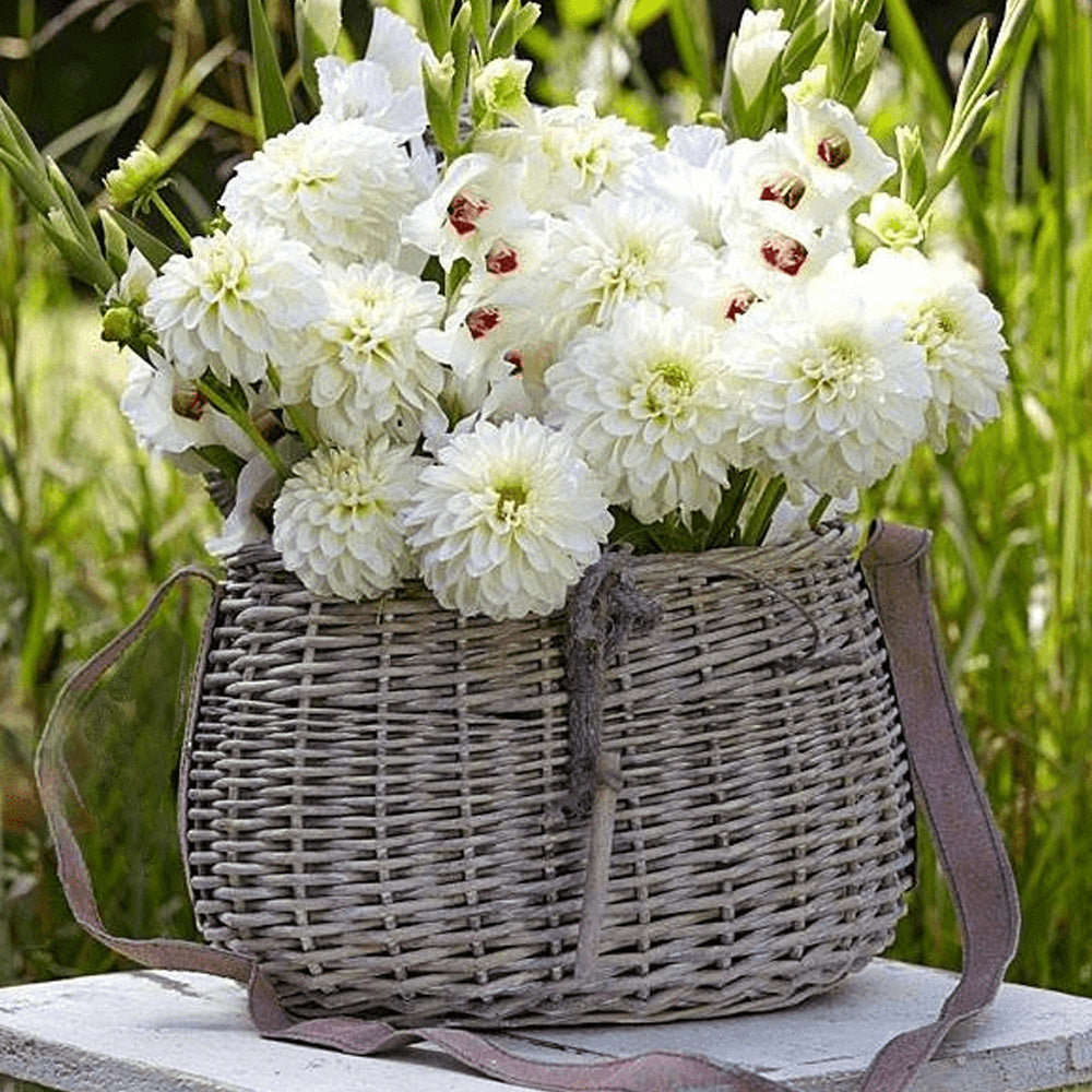 Bulbi Dalii White Perfection 1 buc