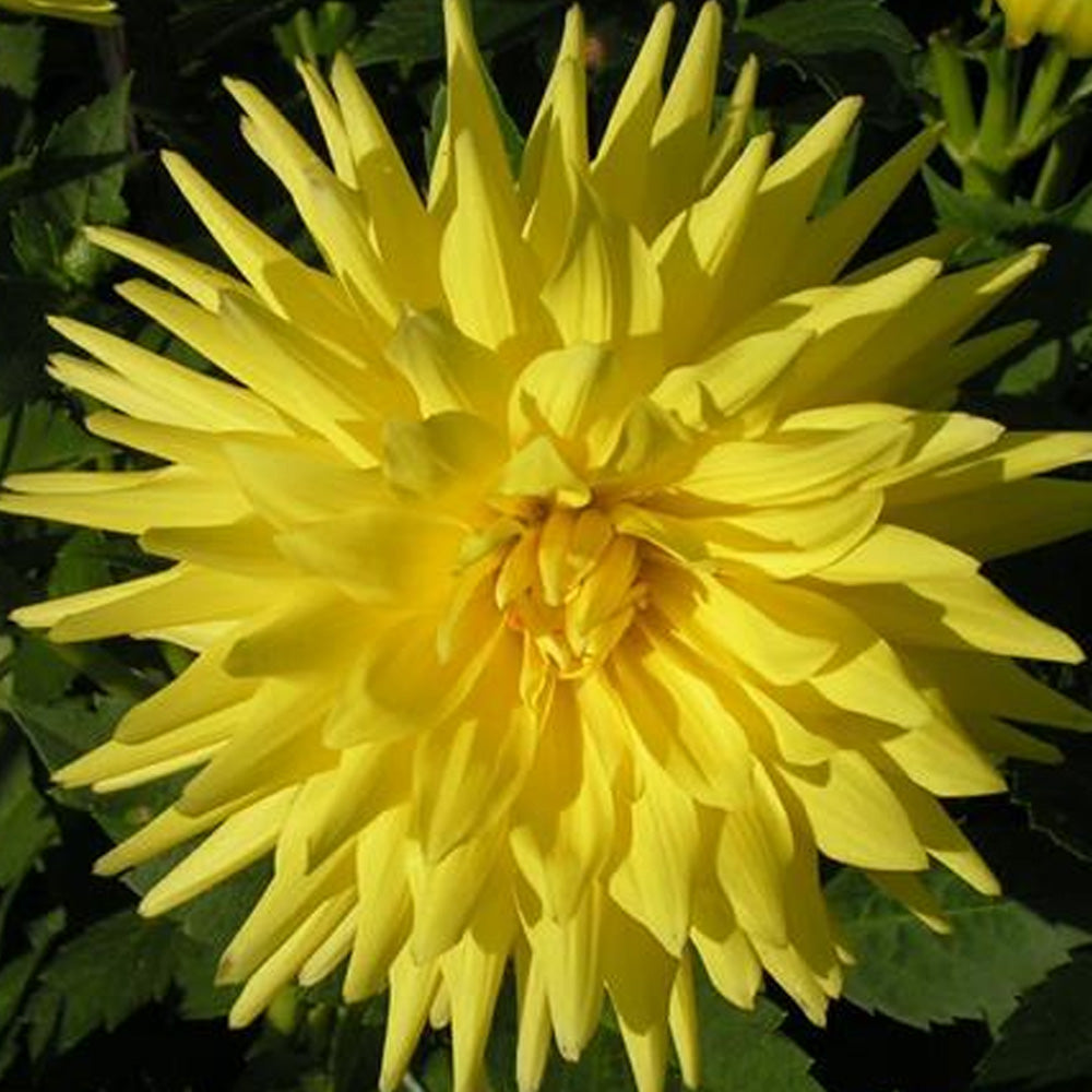 Bulbi Dalii Kennemerland 1 buc