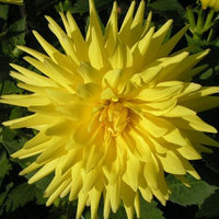 Thumbnail for Bulbi Dalii Kennemerland 1 buc