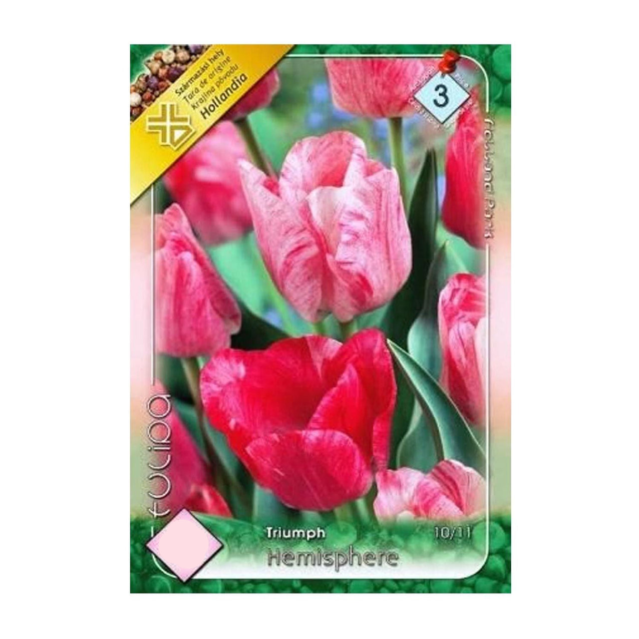 Bulbi Lalele Hemisphere 6 buc