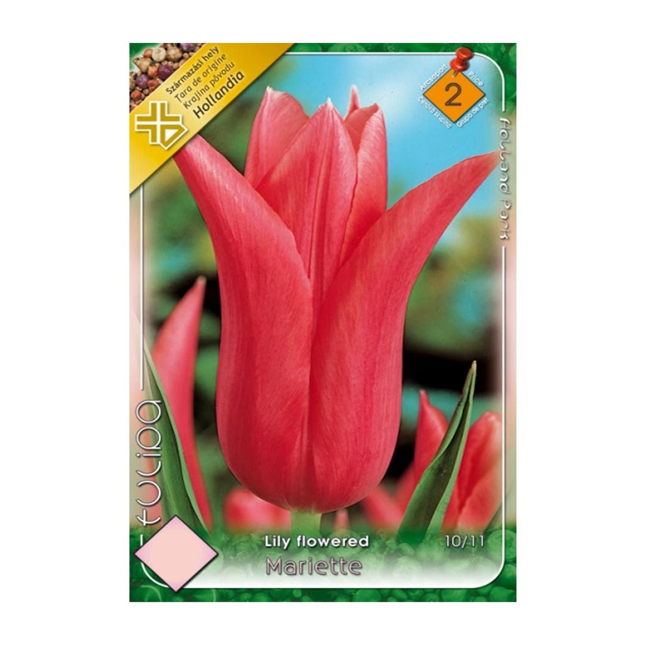 Bulbi Lalele Mariette 6 buc