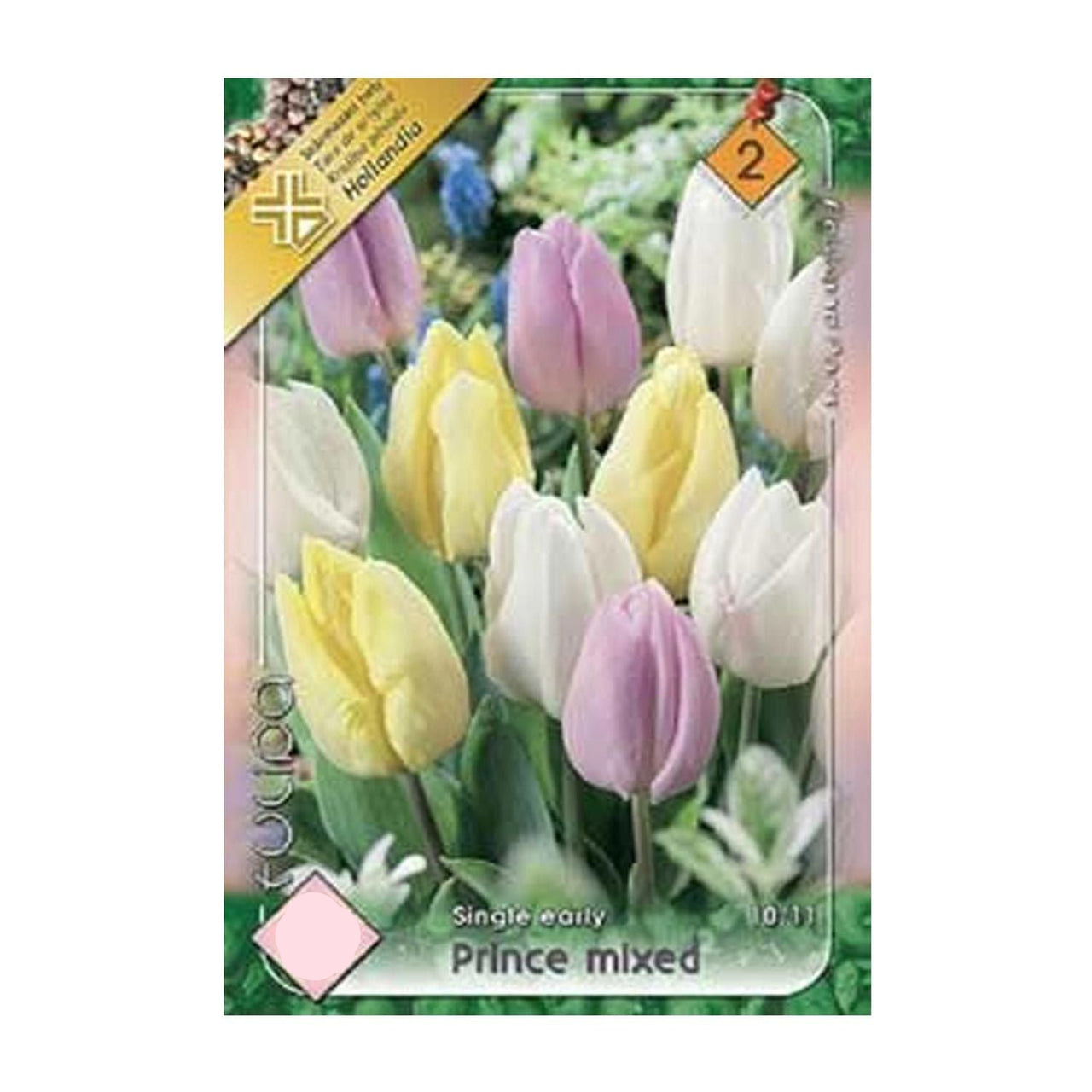 Bulbi Lalele Prince Mixed 6 buc