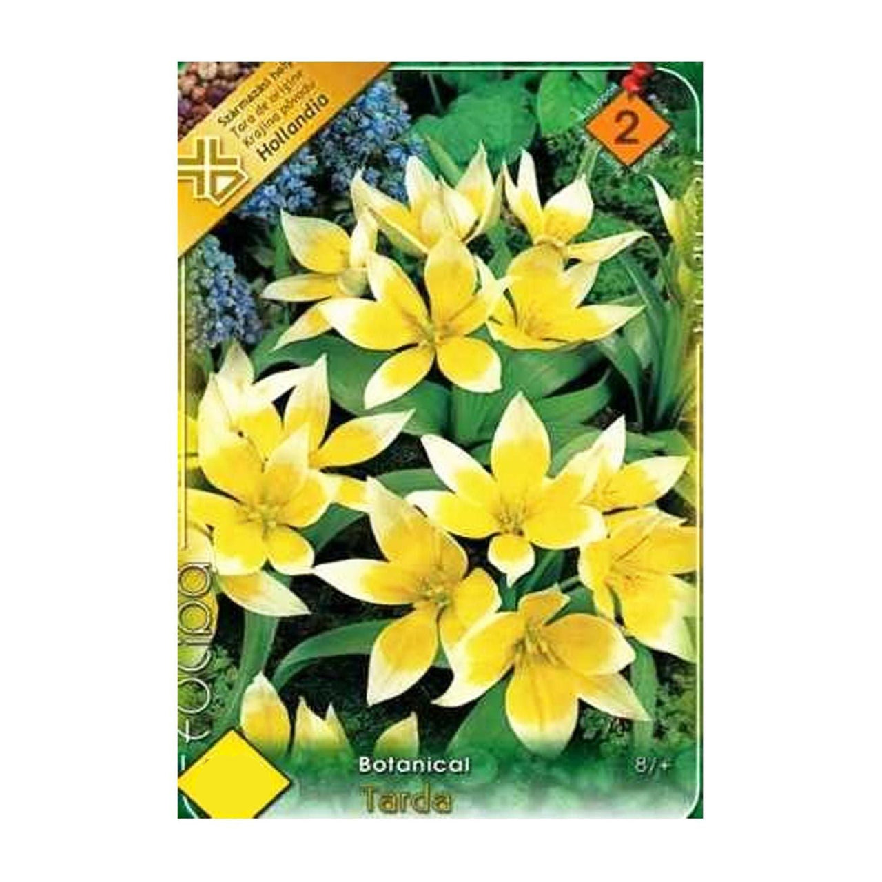 Bulbi Lalele Tarda 10 buc