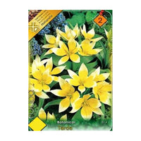 Thumbnail for Bulbi Lalele Tarda 10 buc