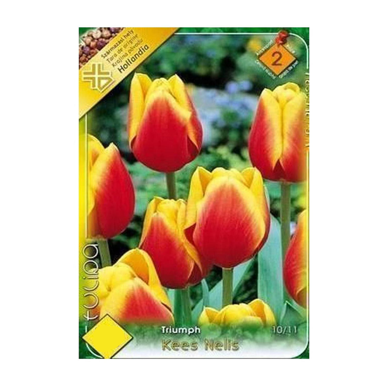 Bulbi Lalele Kees Nelis 6 buc