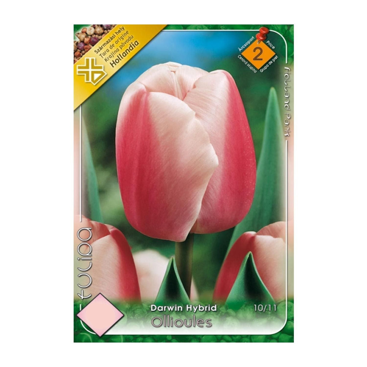 Bulbi Lalele Ollioules 6 buc