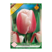 Thumbnail for Bulbi Lalele Ollioules 6 buc