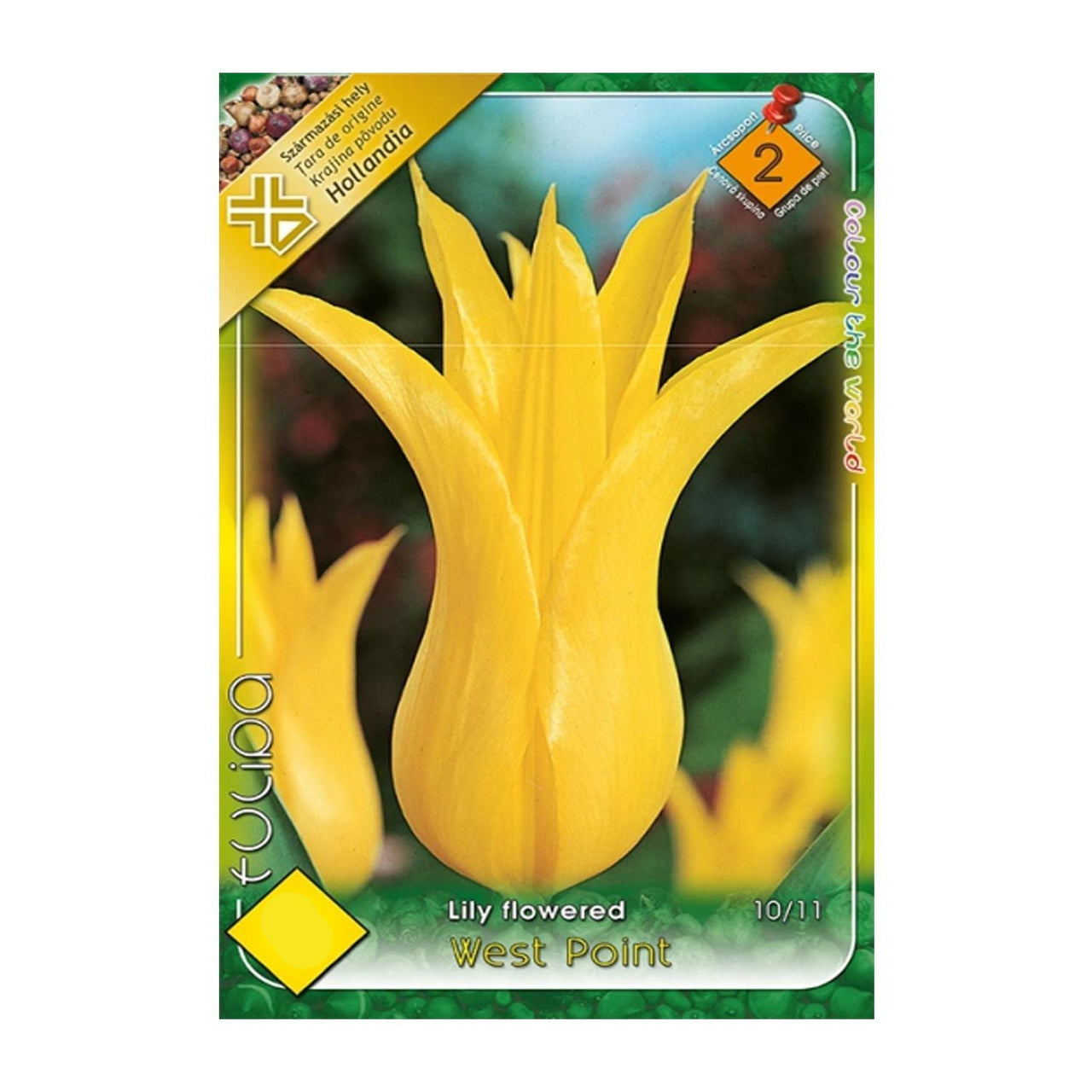 Bulbi Lalele West Point 6 buc