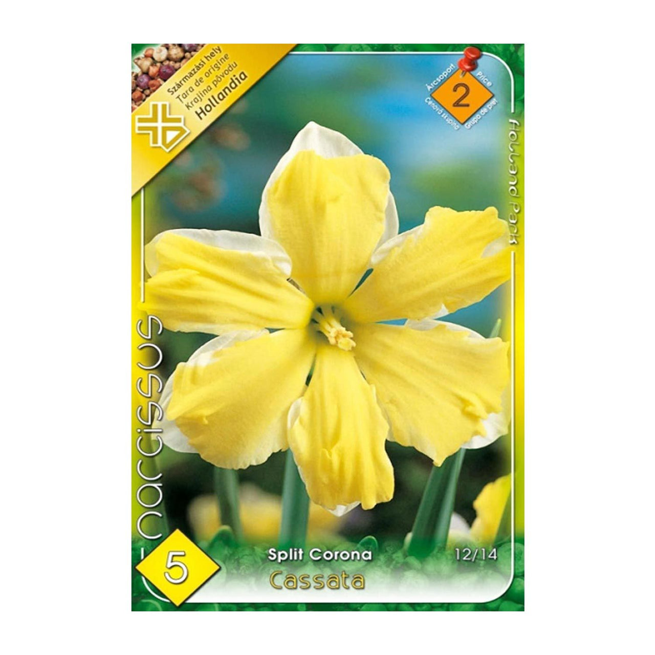 Bulbi Narcise Cassata 5 buc