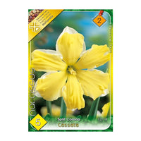 Thumbnail for Bulbi Narcise Cassata 5 buc
