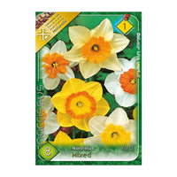 Thumbnail for Bulbi Narcise cu flori mari mix 8 buc