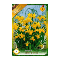 Thumbnail for Bulbi Narcise Tete a Tete 8 buc