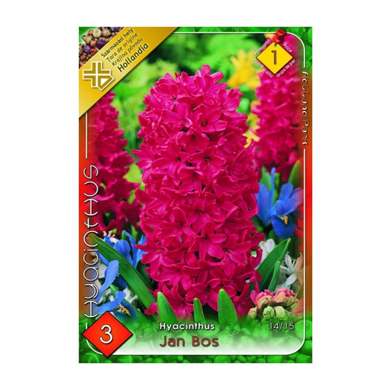 Bulbi Zambile Jan Bos 3 buc