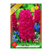 Thumbnail for Bulbi Zambile Jan Bos 3 buc