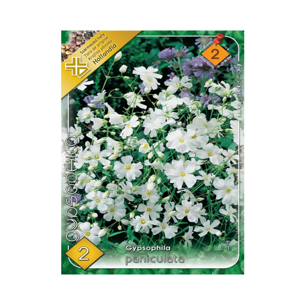 Bulbi Floarea Miresei - Gypsophila Paniculata 2 buc