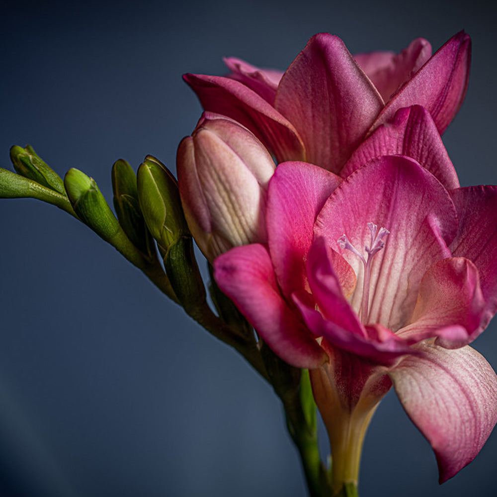 Bulbi Frezii roz 10 buc