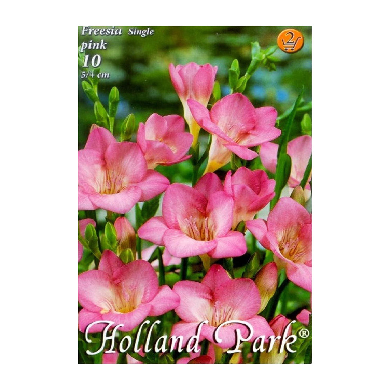 Bulbi Frezii roz 10 buc