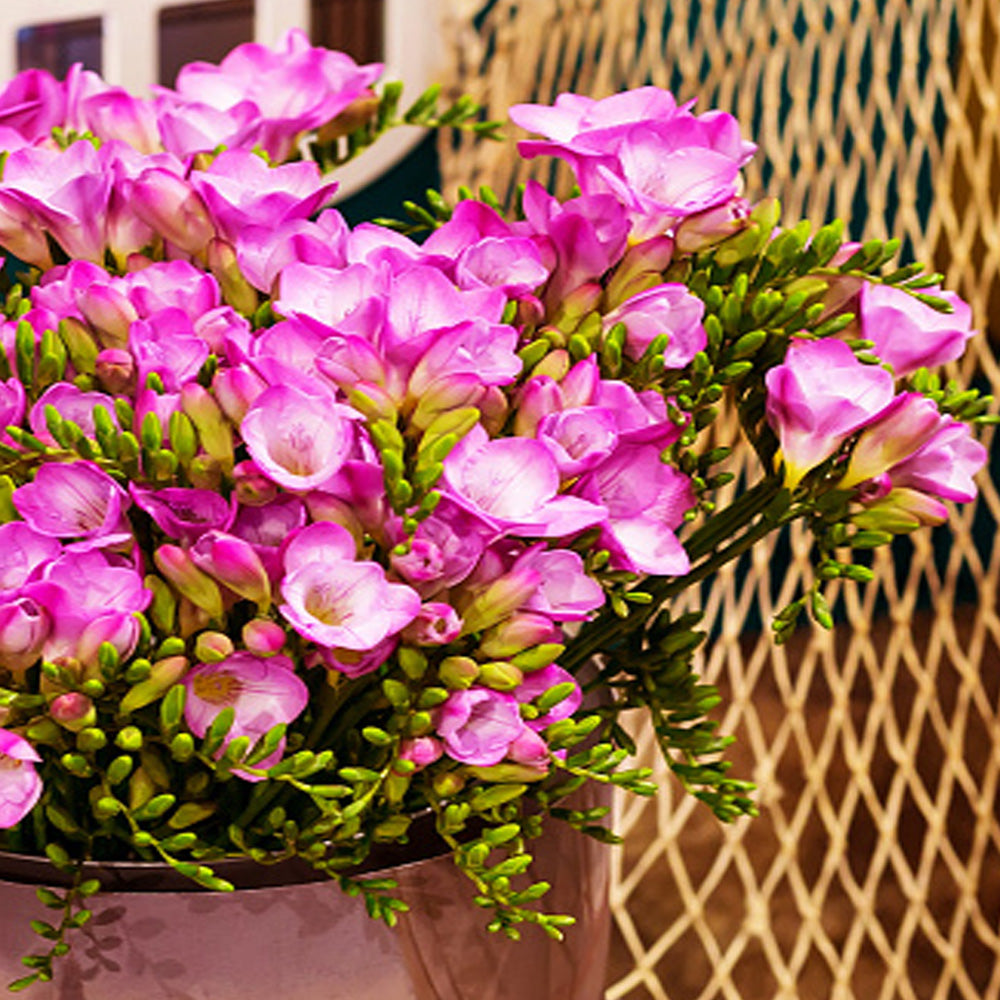 Bulbi Frezii roz 10 buc