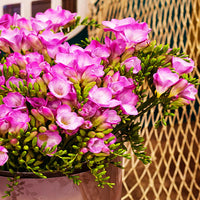 Thumbnail for Bulbi Frezii roz 10 buc