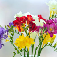 Thumbnail for Bulbi Frezii Single Mix 10 buc