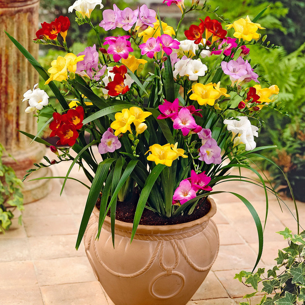 Bulbi Frezii Single Mix 10 buc