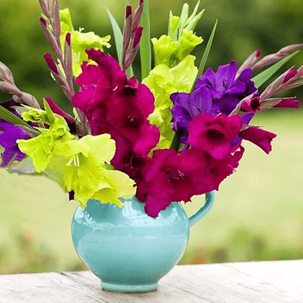 Bulbi Gladiole Green Star 8 buc