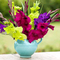 Thumbnail for Bulbi Gladiole Green Star 8 buc