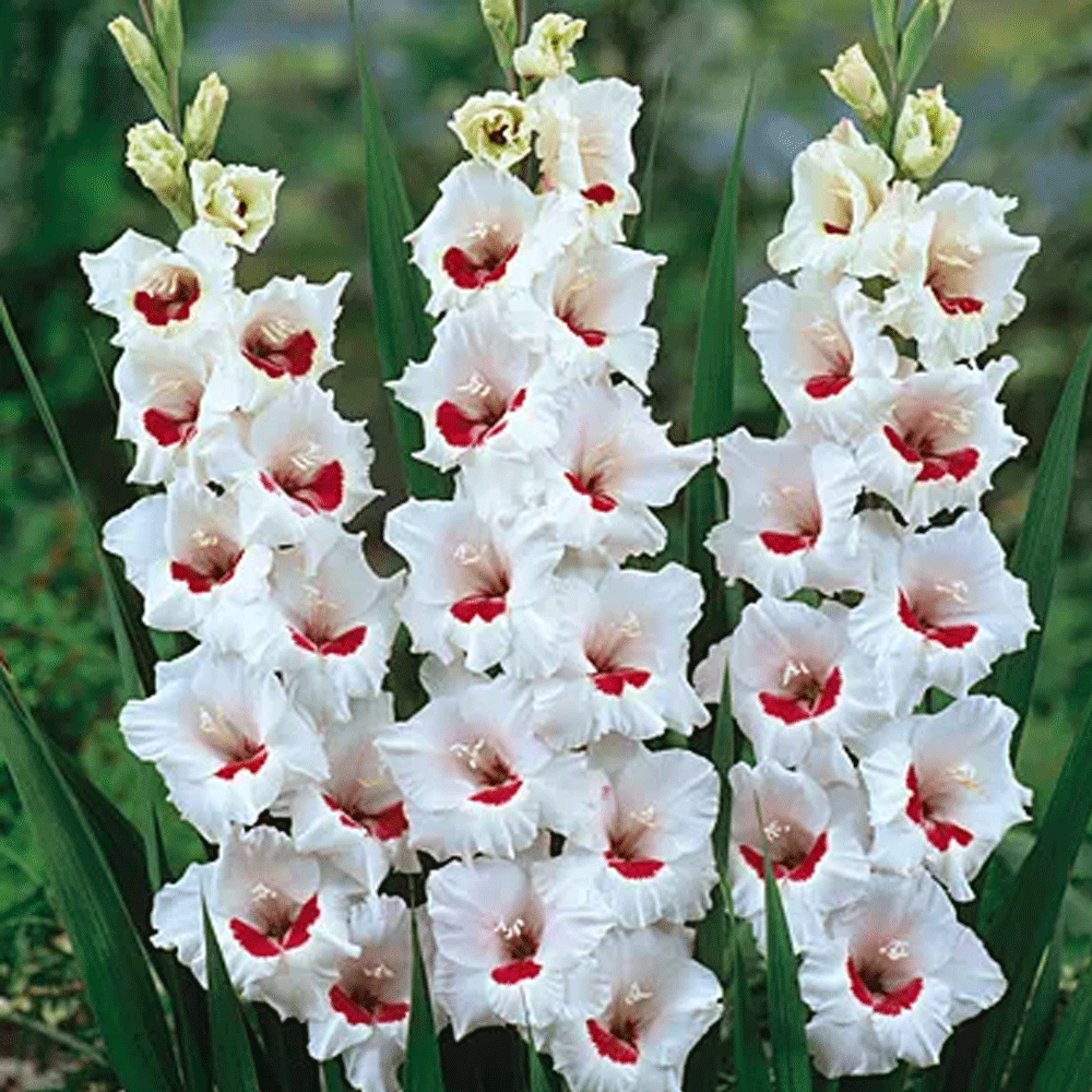 Bulbi Gladiole Fiorentina 10 buc