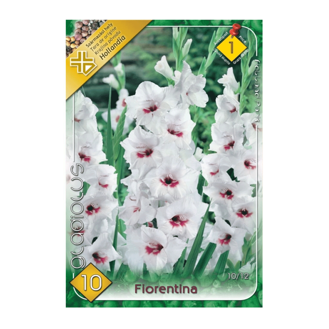 Bulbi Gladiole Fiorentina 10 buc