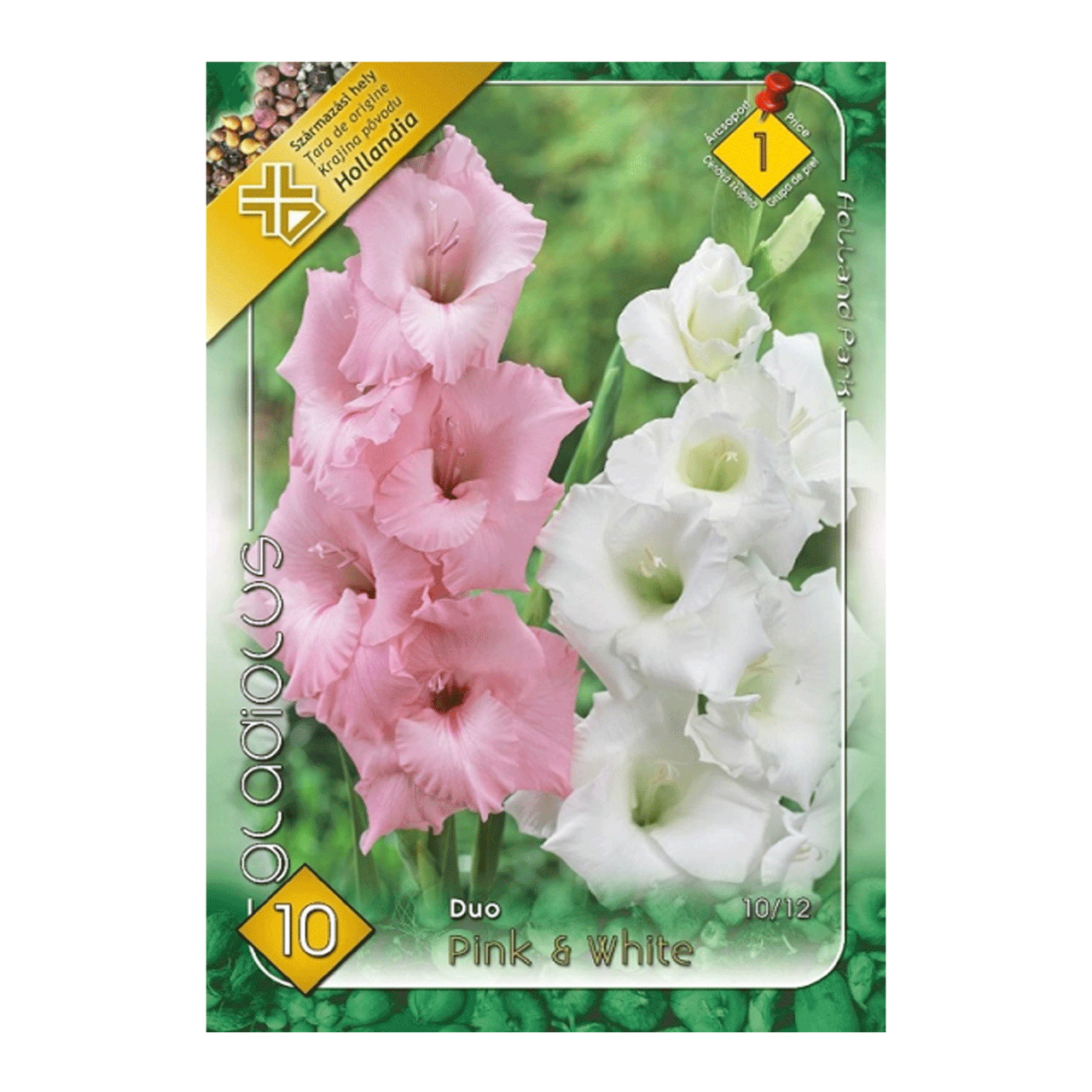 Bulbi Gladiole Roz & Alb 10 buc