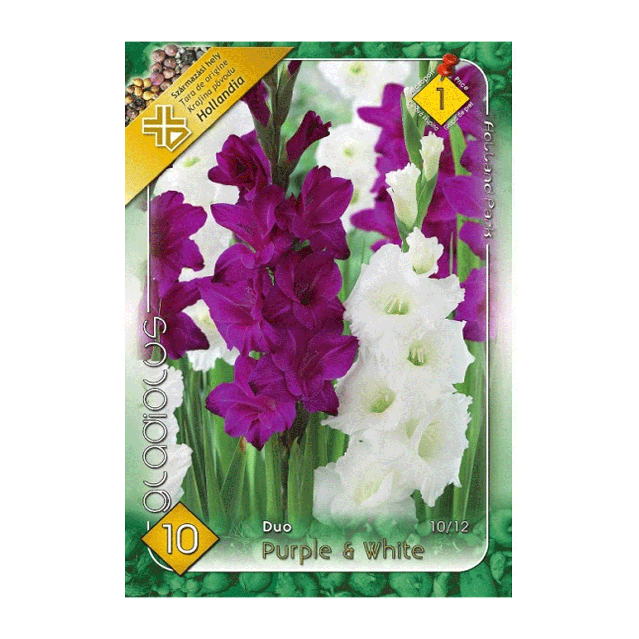 Bulbi Gladiole Duo Mov & Alb 10 buc