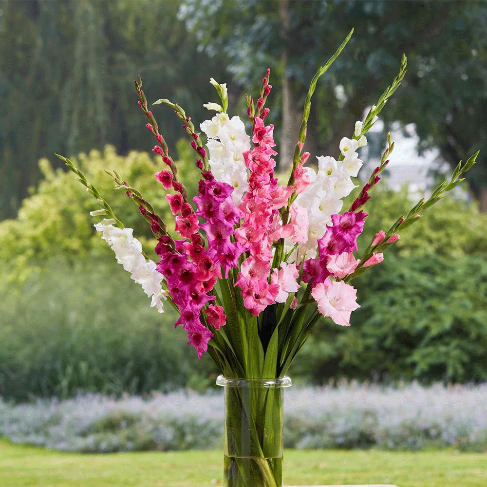 Bulbi Gladiole Duo Mov & Alb 10 buc