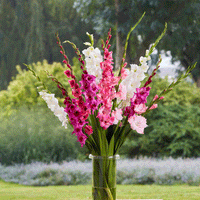 Thumbnail for Bulbi Gladiole Duo Mov & Alb 10 buc