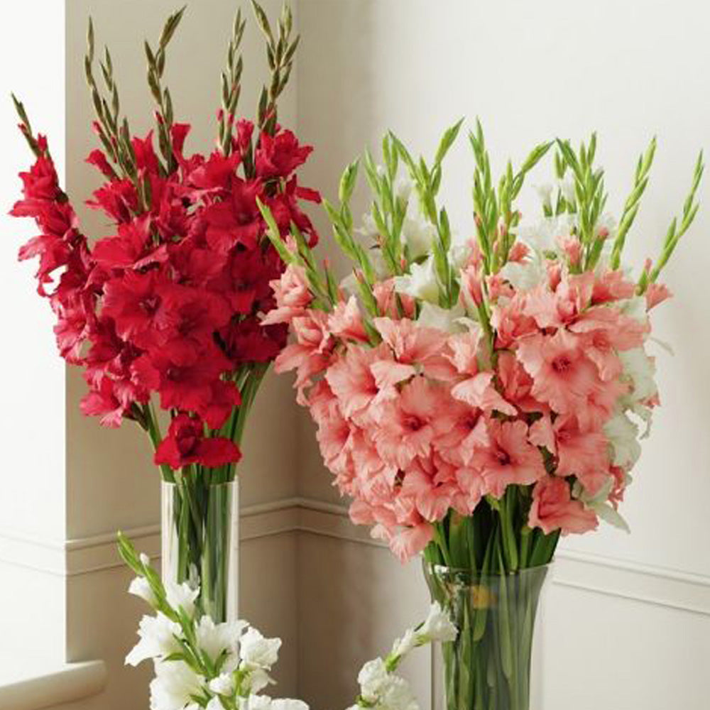 Bulbi Gladiole Duo Rosu & Roz 10 buc